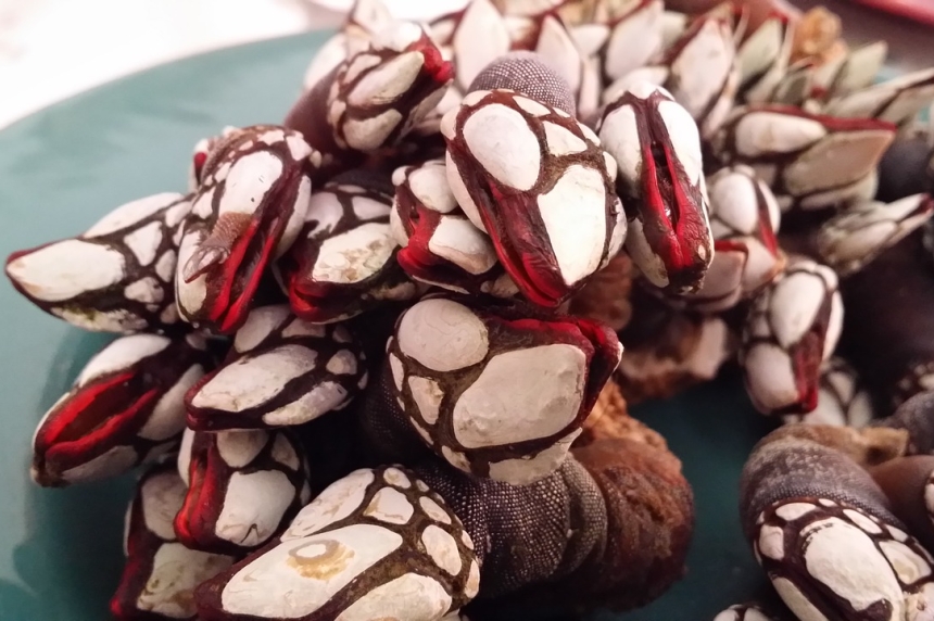 Percebes del cantábrico